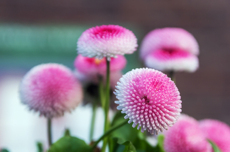 Bellis perennis is a common European species of daisy, of the Asteraceae family, often considered the archetypal species of that nameの写真素材