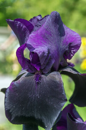 Iris is flowering plants with showy flowers.の写真素材