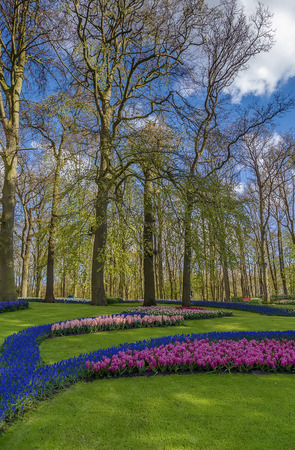 view of flowerbed in Keukenhof garden, Netherlandsの写真素材