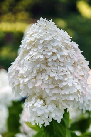 White hydrangea paniculata in garden in summer