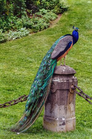 Peacock in Eggenberg Palace park in Graz, Austriaの写真素材