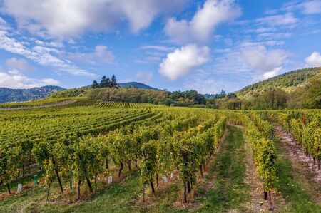 Vineyard in Alsace near Dambach la Ville, France.Autumnの写真素材