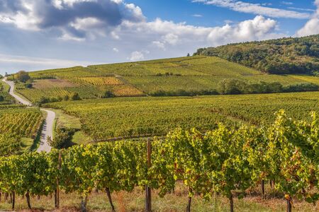 Vineyard in Alsace near Dambach la Ville, France.Autumnの写真素材