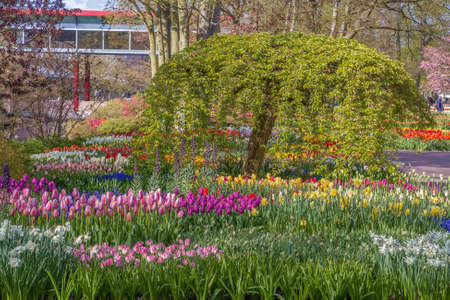 View of flowerbed in Keukenhof garden in Netherlandsの写真素材