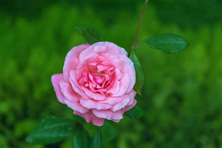 Pink rose in the garden in autumnの写真素材