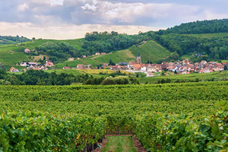 Landscape with village and vineyard in Alsace, Franceの写真素材
