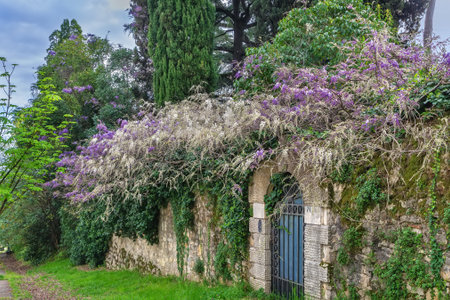 Wisteria bushes on a stone fence, Vicenza, Italyの写真素材