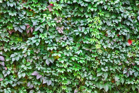 wall texture of the leaves