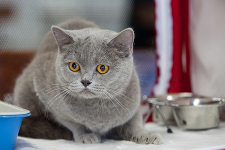 thoroughbred cat of the British breedの写真素材