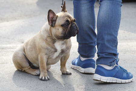 purebred dog, the pug sitting at the feet of the masterの写真素材