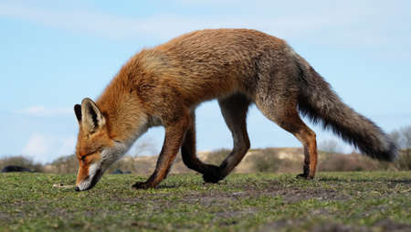 Red fox in the Dutch dunesの写真素材