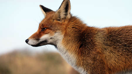 Red fox in the Dutch dunesの写真素材