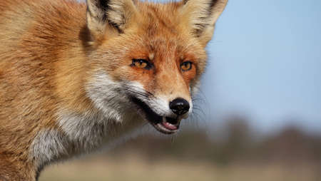 Red fox in the Dutch dunesの写真素材