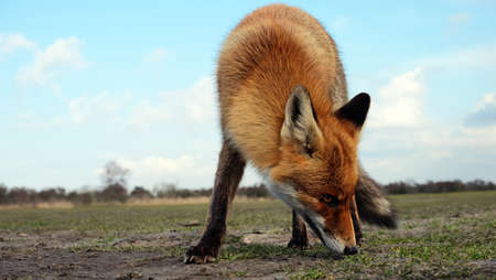 Red fox in the Dutch dunesの写真素材