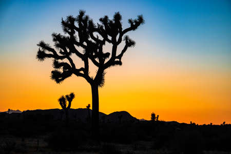 Wanderung durch den Joshua Tree Nationalparkの写真素材