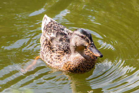 Walk through the Berleburger Schlosspark. There many water birds found a home there.