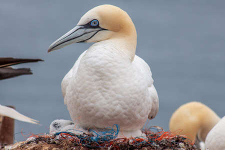 Seabirds breed in Heligolandの写真素材