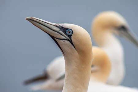 Seabirds breed in Heligolandの写真素材