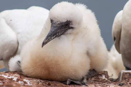 Seabirds breed in Heligolandの写真素材