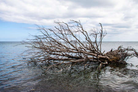 On the Mon peninsula, not far from the Danish capital, Copenhagen, there are spectacular chalk cliffs.の写真素材