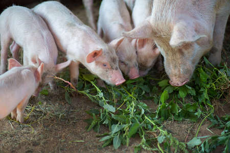 Little pigs eat a grass in the pigsty with a sowの写真素材