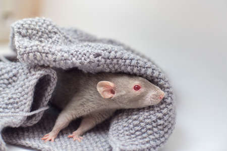 The gray decorative rat Cornysh with red eyes sits in a knitted gray sweaterの写真素材