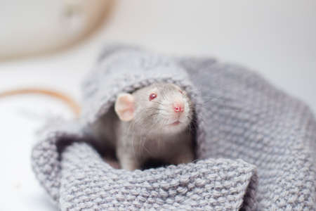 The gray decorative rat Cornysh with red eyes sits in a knitted gray sweater. Year of a rat 2020の写真素材