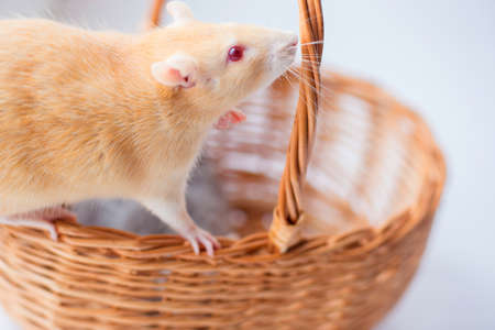 The red decorative rat smells a wattled basketの写真素材