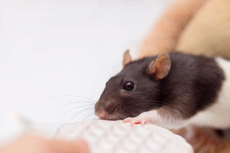The domestic decorative rat gnaws cookies