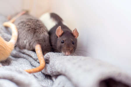 The domestic decorative rat muffled in a knitted gray sweater and is heated. Year of a rat 2020の写真素材