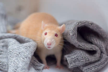 The red decorative rat with red eyes sits in a knitted gray sweater. Year of a ratの写真素材