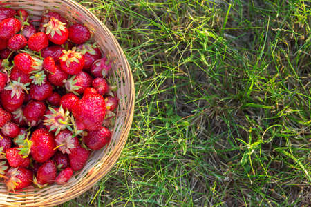 Ripe red strawberries in a wicker basket on green grass, top view. Summer still life. Space for textの写真素材