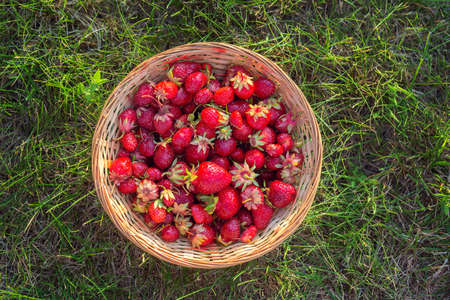 Ripe red strawberries in a wicker basket on green grass, top view. Summer still life.の写真素材