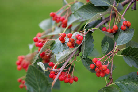 Red small berries such as viburnum or hawthorn on a tree branch close up, blurred background from...