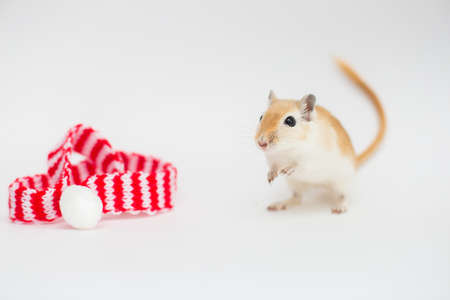 The red mouse the Mongolian gerbil sibit on a white background near a red-white New Year's scarf.の写真素材
