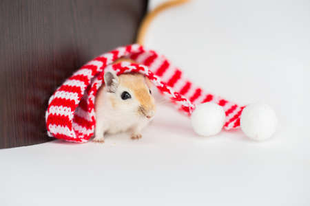 The Mongolian gerbil sits on a white background in a Christmas red-white scarf pomponsの写真素材