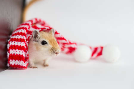 The Mongolian gerbil sits on a white background in a Christmas red-white scarfの写真素材
