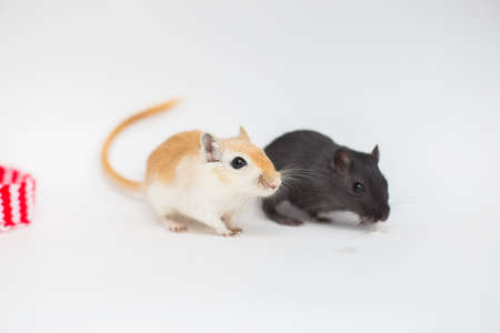Couple of Mongolian gerbils black and brown sit on a white background. Lovely domestic mice rodents