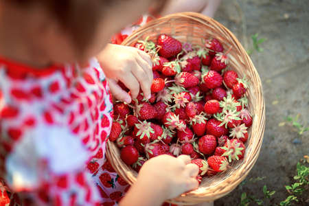 Top view of a little girl with a wicker basket on her knees with strawberriesの写真素材