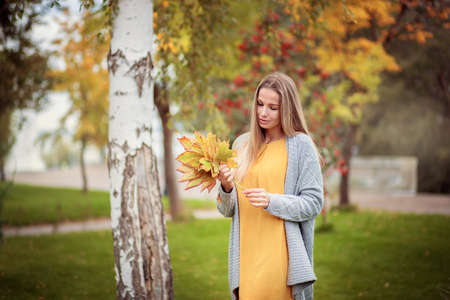 A beautiful girl in a gray cardigan walks through the city park and collects autumn maple leaves in a bouquetの写真素材