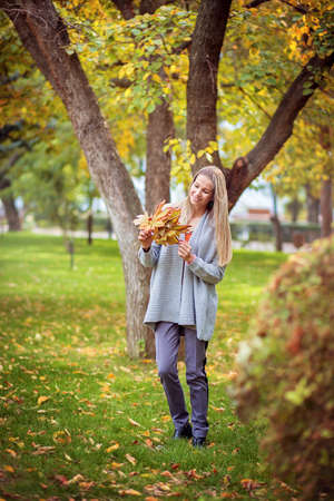 A beautiful girl in a gray cardigan walks through the city park and collects autumn maple leaves in a bouquetの写真素材