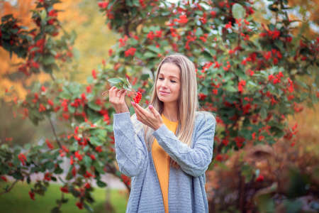 A young blonde girl in a gray knitted sweater walks in the autumn park and looks at red berriesの写真素材