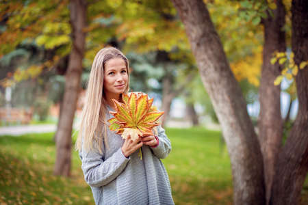 A beautiful girl in a gray cardigan walks through the city park and collects yellow maple leaves in a bouquetの写真素材