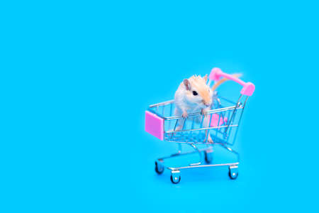 A Mongolian gerbil sits in a small shopping cart. Buying a pet. Hand rodentsの写真素材