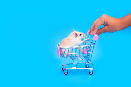 A Mongolian gerbil sits in a small shopping cart. Buying a pet. Hand rodentsの写真素材
