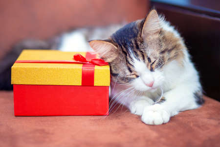 A beautiful fluffy cute cat lies next to a gift box. Valentine's day gift. Postcard for the holidayの写真素材