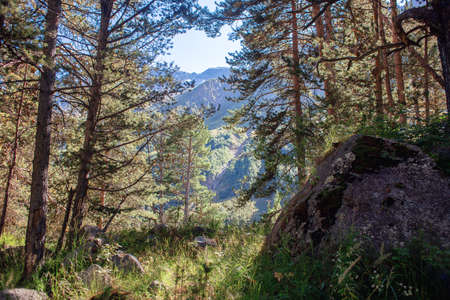 In a pine forest on a sunny day. Green conifers in highlands.の写真素材