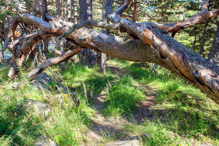 A fallen withered tree with twisted branches. Windbreak in the forest. Track under a fallen tree. Natural archの写真素材