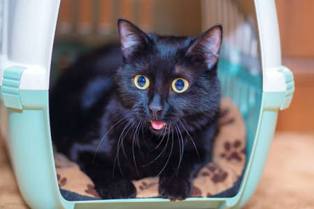 A black cat sits in his carrier house and is very surprised at something. Funny surprised cat faceの写真素材