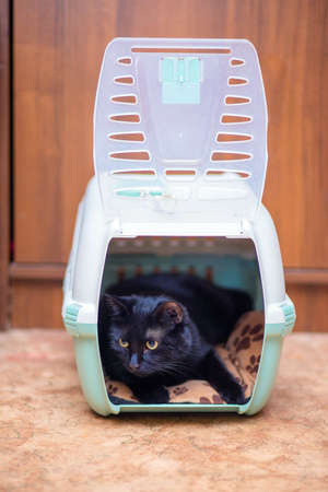 A beautiful black cat is sitting in its carry bag. The cat is preparing to move or travel. Cat basketの写真素材